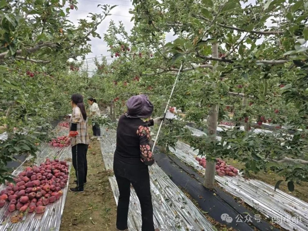 金控天水擔?！扒墒┓省?助力花牛產業“結碩果”